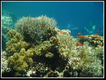Healthy coral reef.jpg