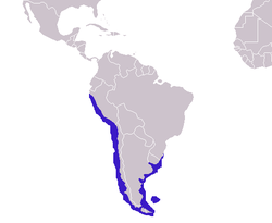 250px-Otaria flavescens distribution.png