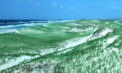 250px-Vegetated beach dune.jpg