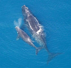 300px-Northern right whale with calf.jpg