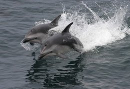 260px-Dusky dolphin.jpg