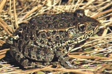 The critically endangered dusky gopher frog,...