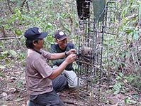 Researchers in Batang Gadis National Park, Sumatra, use camera traps to measure species abundance and distribution of cryptic or shy species. (Source: © <a href=%27http_/www.conservation.org/Pages/default.aspx/%27.html class='external text' title='http://www.conservation.org/Pages/default.aspx/' rel='nofollow'>Conservation International</a>, photo by Jim Sanderson)