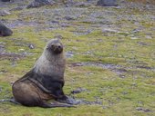 Antarctic Fur Seal. Source: José Luis Orgeira/WoRMS/Encyclopedia of Life