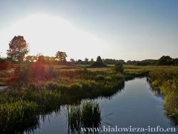 250px-Narewka river.jpg