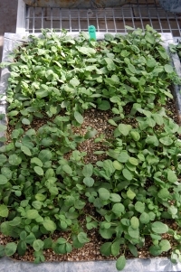 Fenugreek-seedlings.jpg