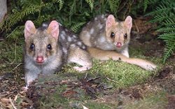 250px-Eastern quoll (Dasyurus viverrinus), Tasmania, Australia.jpg