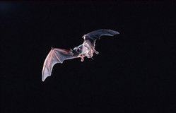 249px-Mexican free-tailed bat (Tadarida brasiliensis).jpg