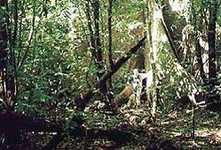 249px-Near Canyo Colorado, Venezuela.jpg