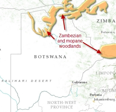 Botwana-z-mopane-woodlands.png.jpeg