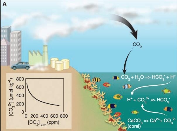 Co2-in-ocean.jpg