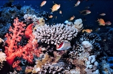 Coral reefs (collection)