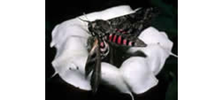 Hawk Moth agrius cingulata th.jpg