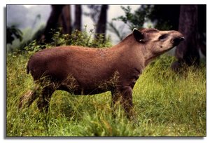 300px-Tapir Bolivia.jpg