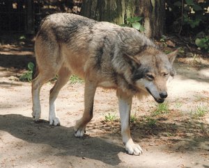 300px-Wolf.jpg