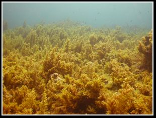 Macroalgal dominated reef.jpg