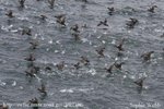 150px-GulfFarallones shearwaters.jpg