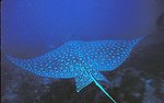 150px-Spotted eagle ray.jpg