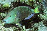 197px-Stoplight Parrotfish.jpg