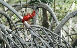 249px-Scarlett ibises, Venezuela.jpg