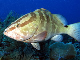 260px-Nassau grouper.jpg