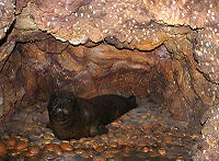 200px-Mediterranean monk seal 1.jpg
