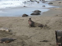 200px-Northern elephant seal 2.jpg