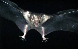 300px-Cuban fig-eating bat.jpg