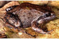 191px-Philoria kundgungan - mountain frog.jpeg