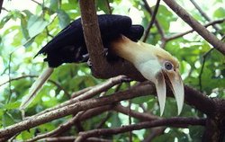 250px-Hornbill2.jpg