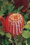 149px-Banksia banksia.jpg