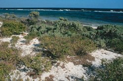 249px-Greater Antilles mangroves 2.jpg