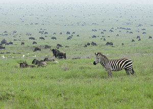 300px-Zebra in the Serengeti Wildebeest Migration.jpg