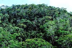 250px-Caratinga Biological Reserve, Brazil.jpg