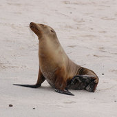 Galápagos sea lion. Source: Kelley Kane/Wikipedia