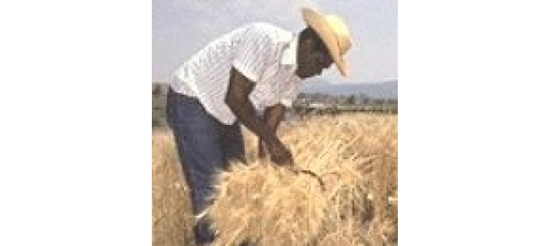 Farmer Reaping MexicanWheat CGIAR.jpg