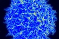 1024px-Healthy Human T Cell.jpg