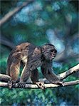 149px-Capuchin monkey.jpg