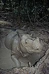 The Sumatran rhino (Dicerorhinus sumatrensis, CR) in Way Kambas National Park on the island of Sumatra. It faces severe threats due to habitat destruction. (Source: © <a href=%27http_/www.conservation.org/Pages/default.aspx/%27.html _fcksavedurl='http://www.conservation.org/Pages/default.aspx/' class='external text' title='http://www.conservation.org/Pages/default.aspx/' rel='nofollow'>Conservation International</a>, photo by Haroldo Castro)