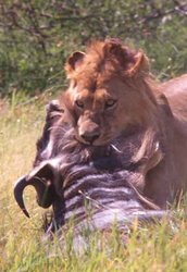 250px-Lion (Panthera leo), with wildebeest (Connochaetes taurinus) kill, Tanzania.jpg