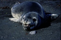 260px-Leopard Seal 1.jpg