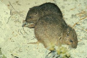 300px-Bahamian Hutia (Geocapromys ingrahami).jpg