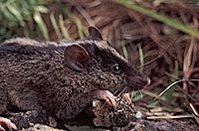 199px-Luzon montane striped shrew rat.jpg