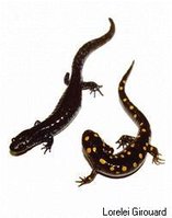 199px-Molesalamanders.jpg