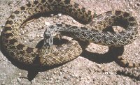 200px-Bullsnake (Pituophis melanoleucus sayi), United States.jpg