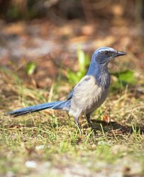 250px-Na0513 florida scrub jay.jpg