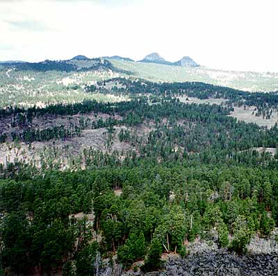 South-central-rockies-forests.jpg