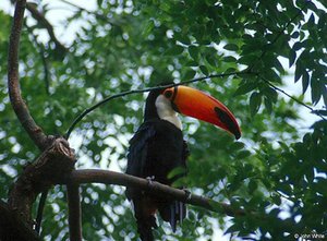 300px-Toco tucan.jpg