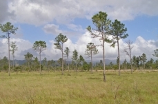Belizean pine forests