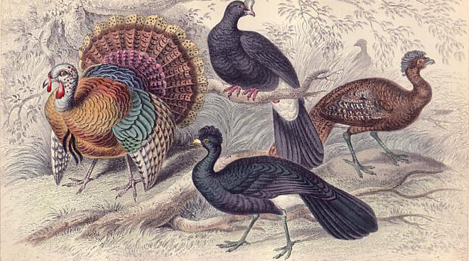 Turkeyantiqueprint.JPG